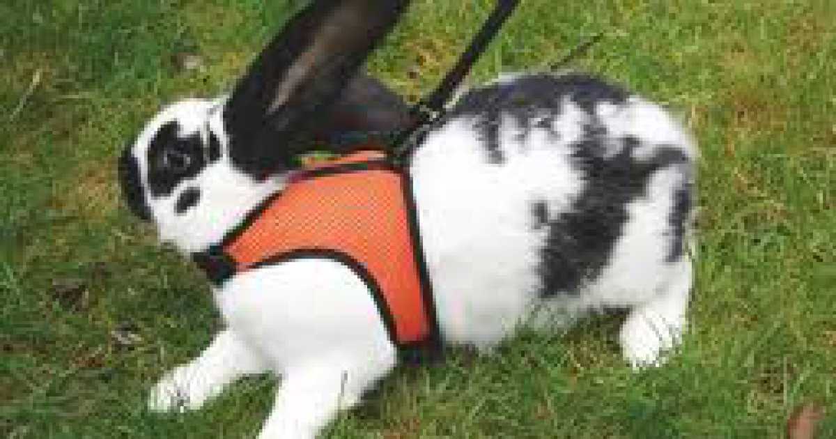 Addio a cani e gatti: l'animale da compagnia perfetto � il coniglio